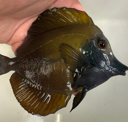 Blue Face Koi Tang WYSIWYG