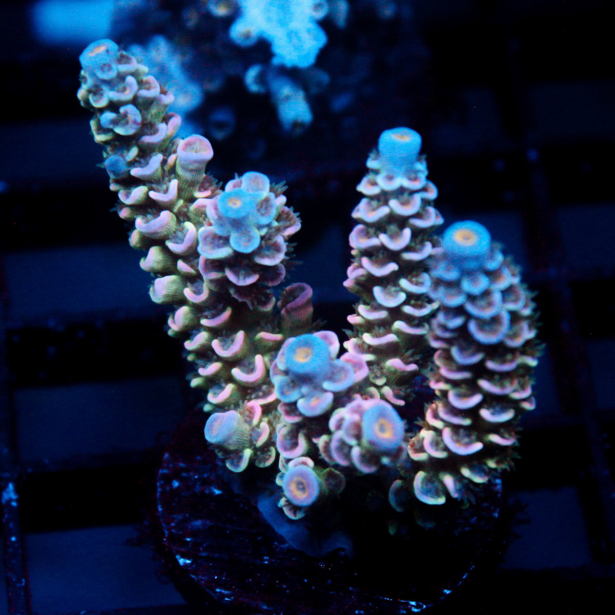 JC Petals Acro