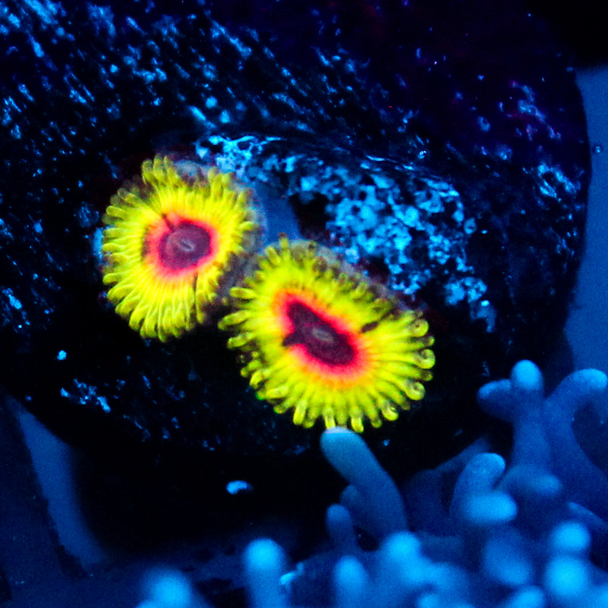 JC Little Shop of Horrors Zoanthid