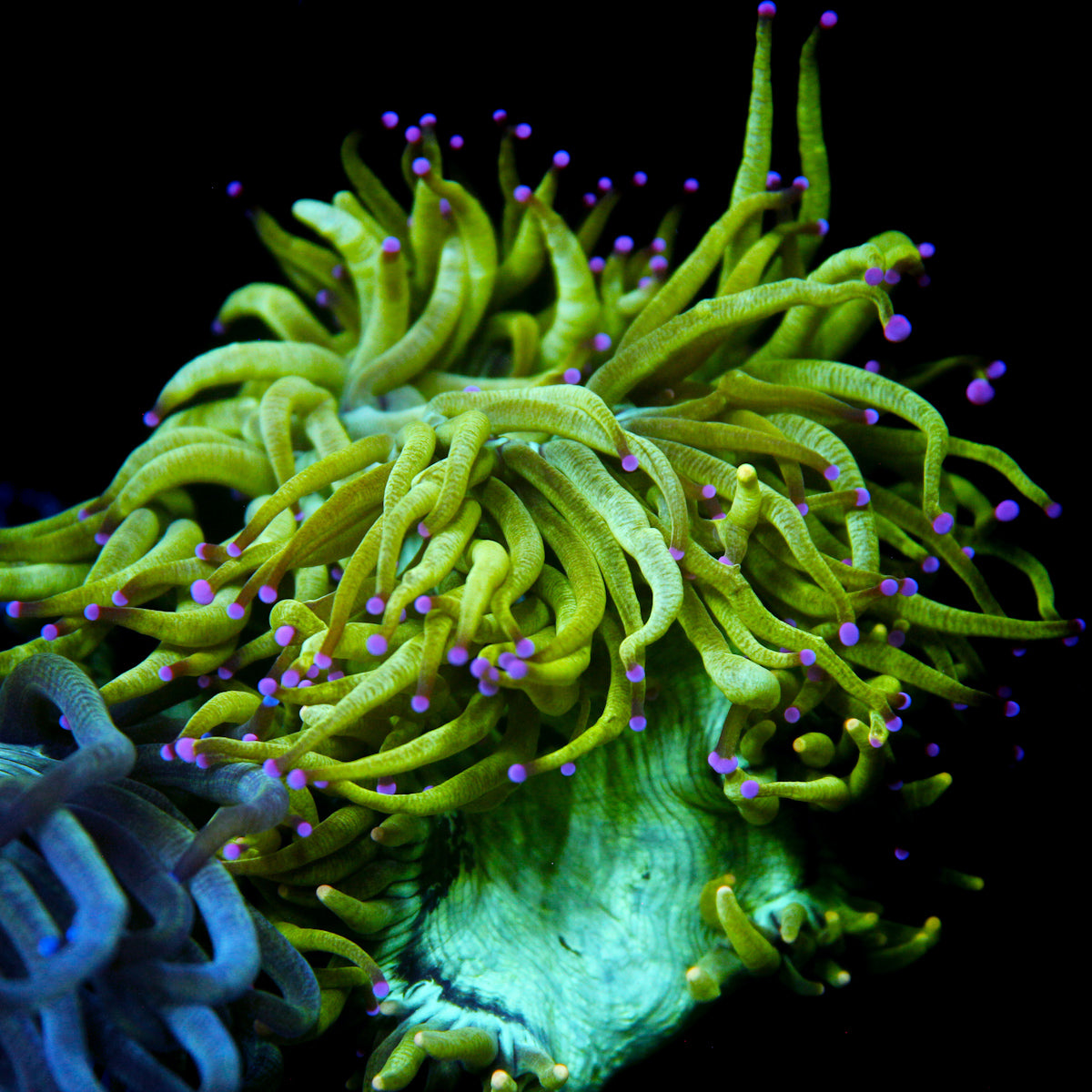 JC Biota Julian Sprung Elegance
