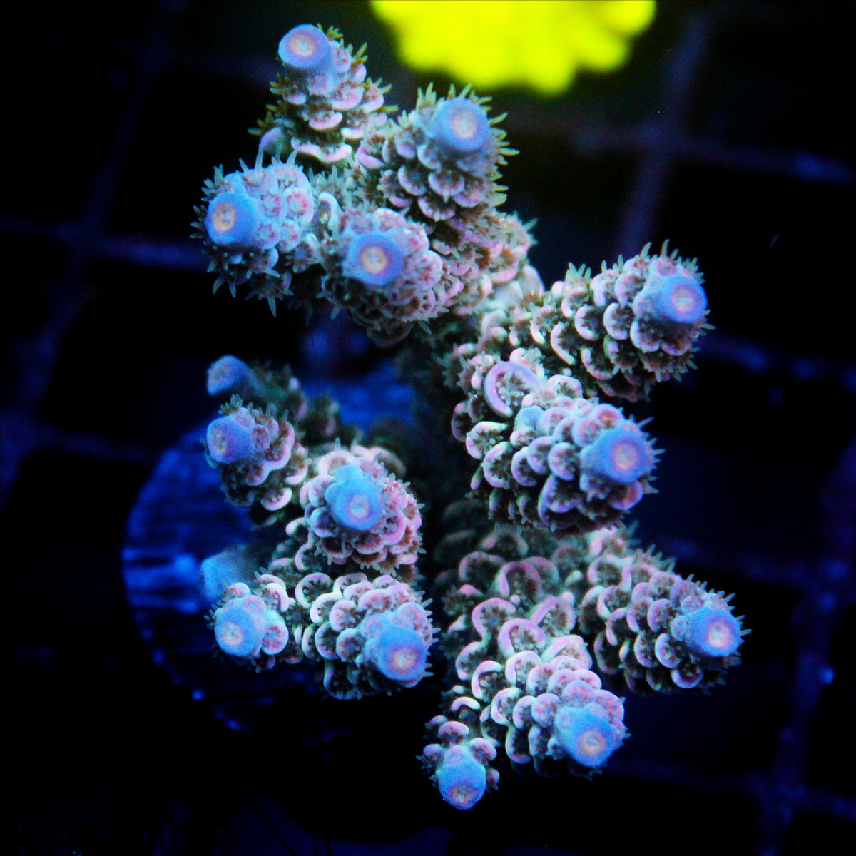 JC Petals Acro