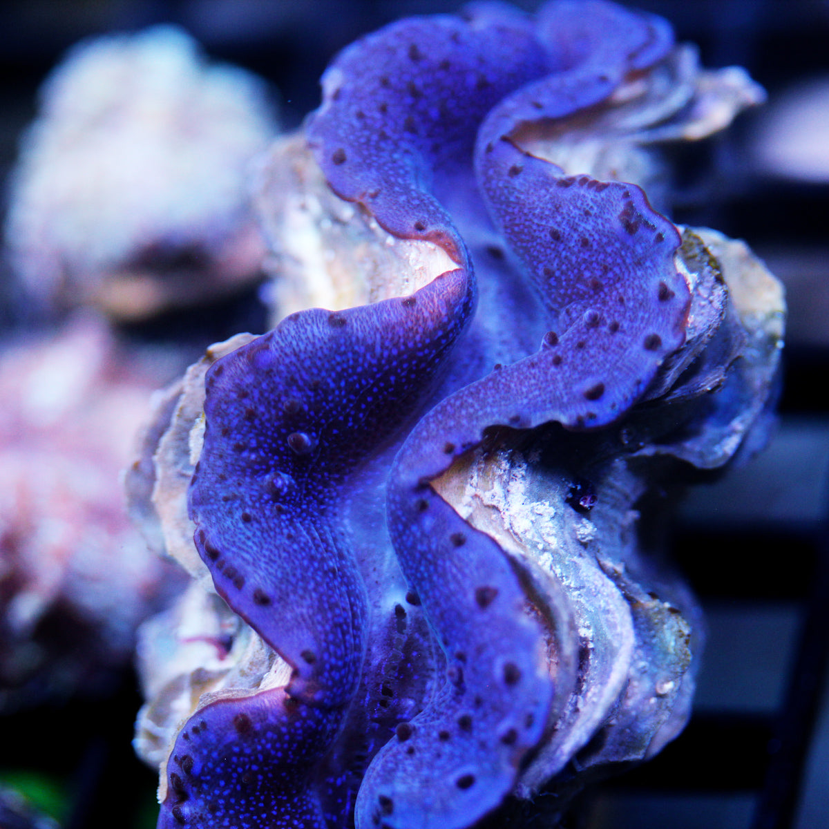 JC Dark Matter Maxima Clam