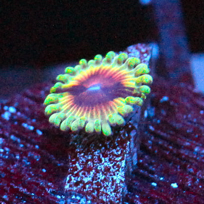 JF Bloodshot Zoanthid