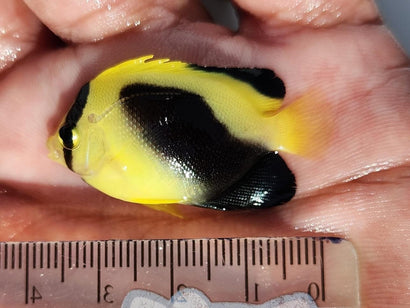 Bali Aquarich Goldflake x Griffis Hybrid