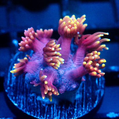 JC Tentacool Goni