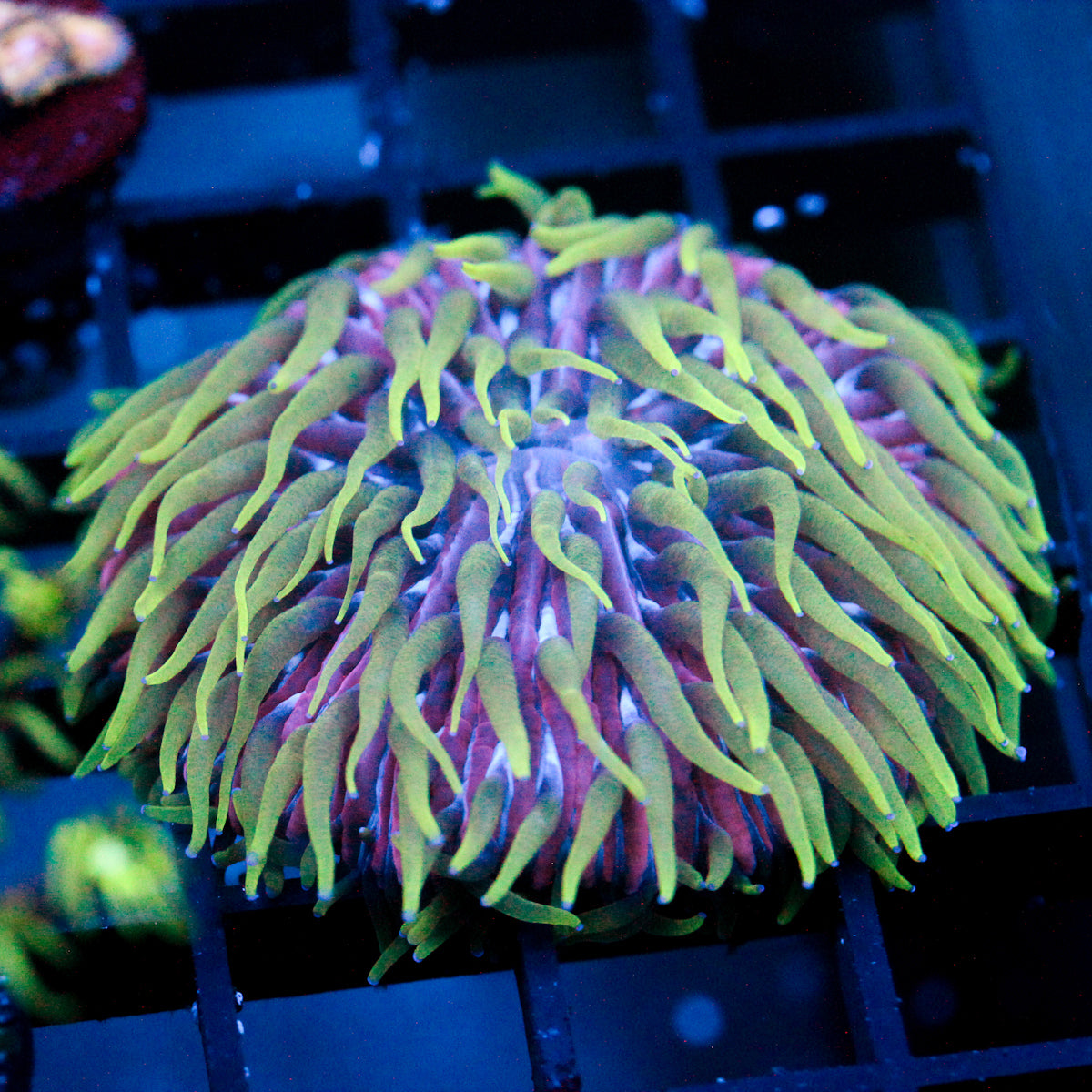 JC Ultra Violet Plate Coral 1.5"+