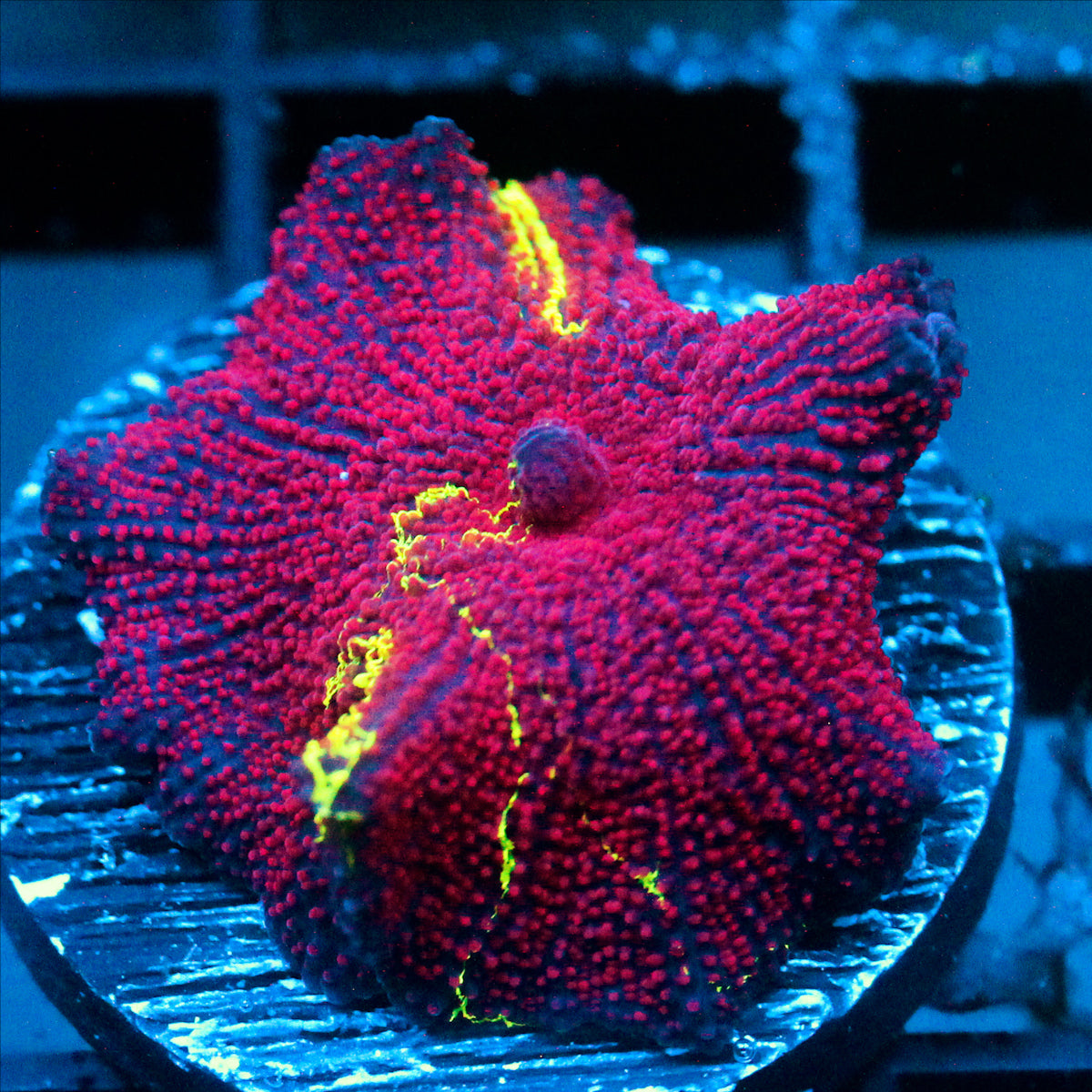 JC Ultra Eclectus Red Tide