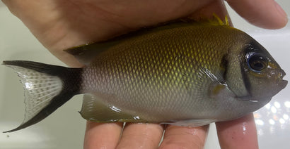 Masked Swallowtail Angelfish Trio - WYSIWYG