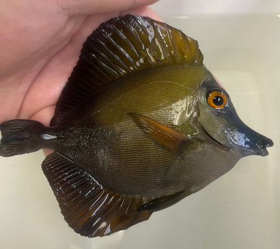 Blue Face Koi Tang WYSIWYG