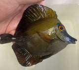 Blue Face Koi Tang WYSIWYG