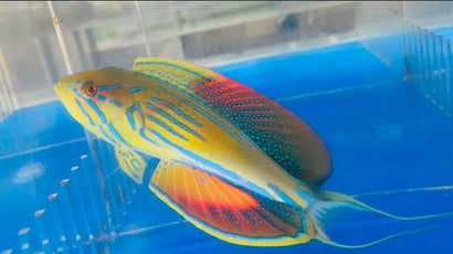 Madagascar Flasher Wrasse