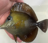 Blue Face Koi Tang WYSIWYG