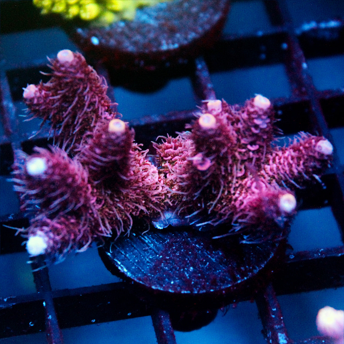 JC Hyacinth Acro
