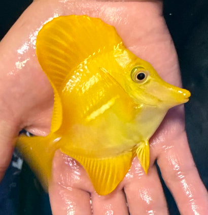Hawaiian Yellow Tang