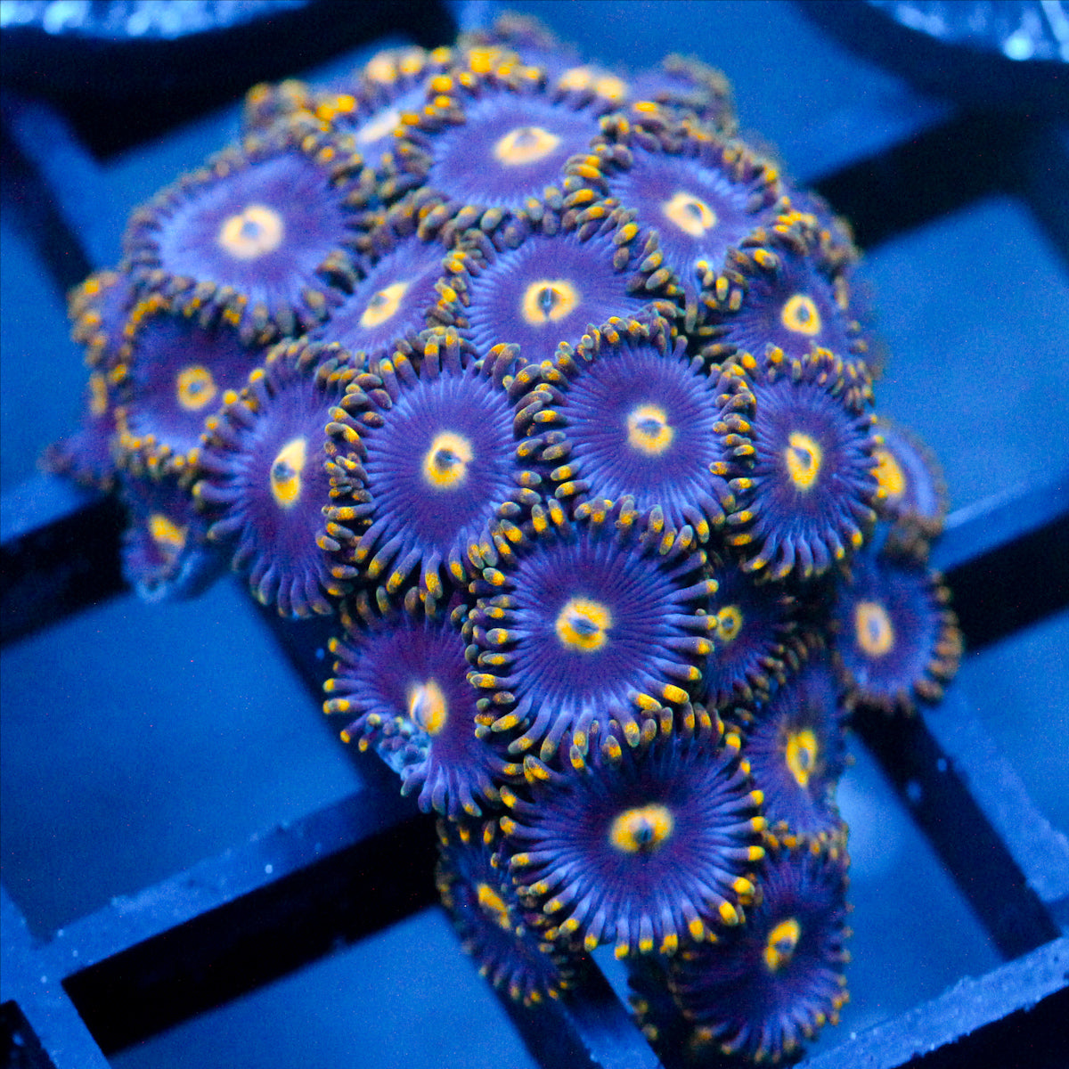 JC Gold Burst Zoanthid large Chunk