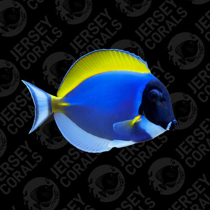 Sri Lanka Powder Blue Tang 4”+