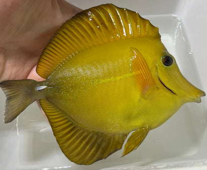 Hawaiian x Scopas Hybrid Tang