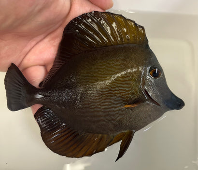 Blue Face Koi Tang WYSIWYG