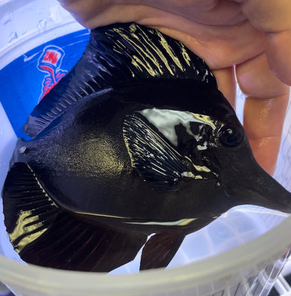 Black Tang - 5-6”