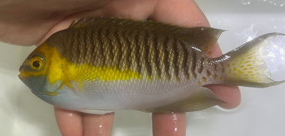 Masked Swallowtail Angelfish Trio - WYSIWYG