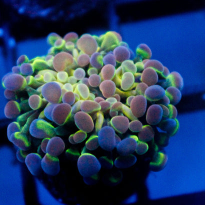 JC Ultra Hologram Hammer