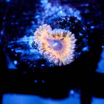 JC Oceanside Zoanthid