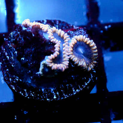 JC Mesosphere Zoanthid