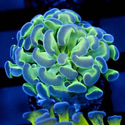 JC Hologram Hammer V1