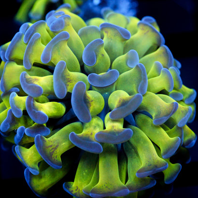 JC Bright One Hammer