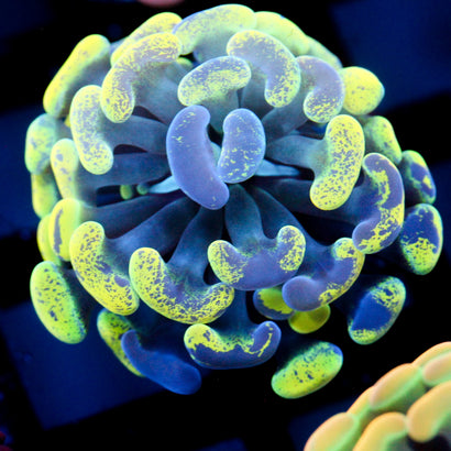 JC Yellow Splatter Hammer