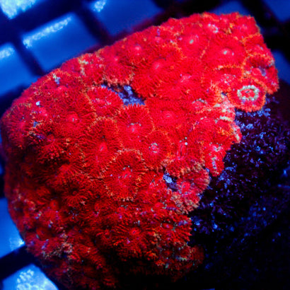 JC Red Acan colony
