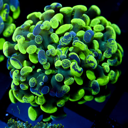 JC Ultra Splatter Hammer