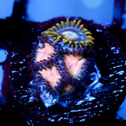 JC Peach Bellini Zoanthid