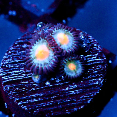 JC Blue Alien Blood Zoanthid