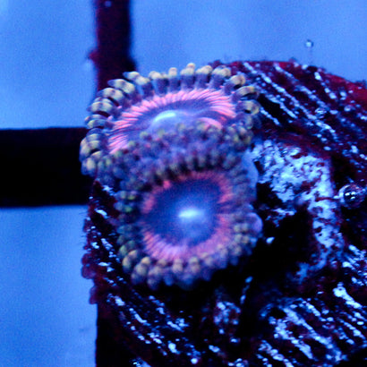 JC Pink Quasar Zoanthid