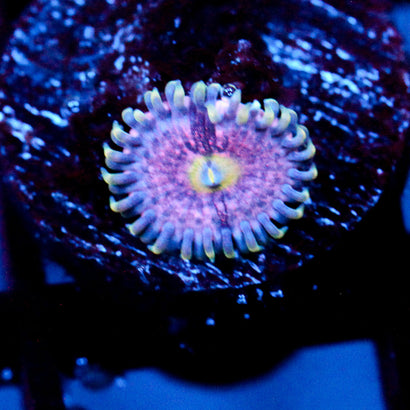 JC Pink Lemonade Zoanthid