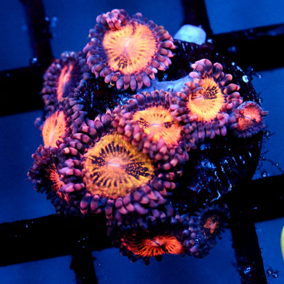 JC Speckled Kraze Zoanthid