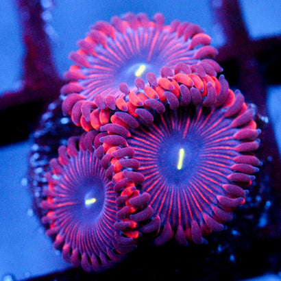 JC Red People Eater Zoanthid