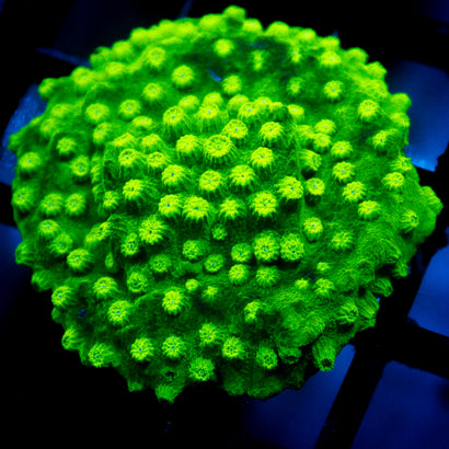 JC Sour Apple Cyphastrea