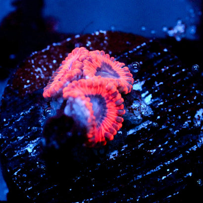 JC Typhlopsion Zoanthid