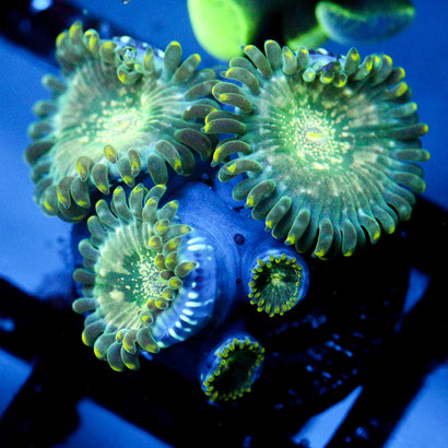 JC Hawaiin Ding-Dang Zoanthid