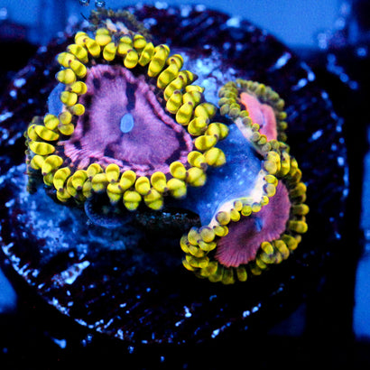 JC Purple Monster Zoanthid