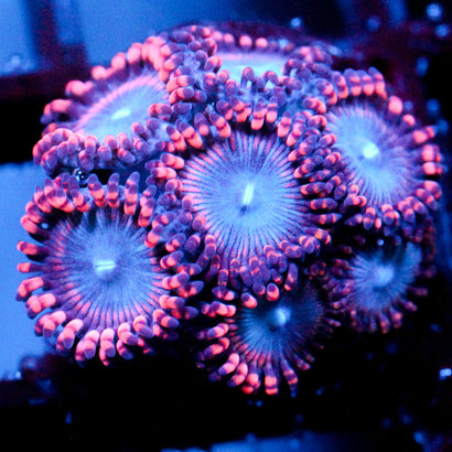 JC Molten Sulfur Zoanthid