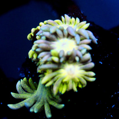 JC Yellow Feilds Goni