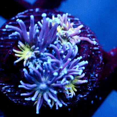 JC Purple Passion Goni