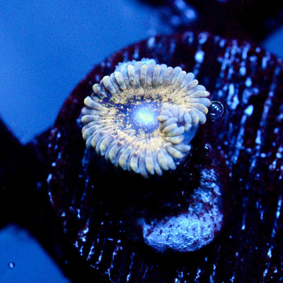 JC Permafrost Zoanthid