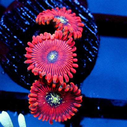 JC Magicians Zoanthid