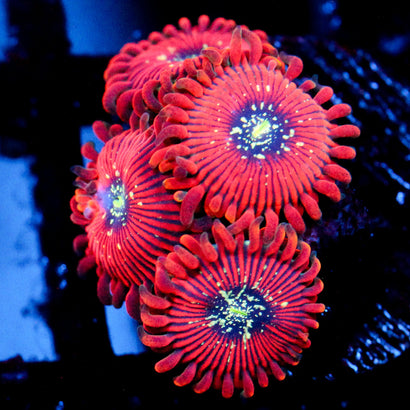 JC Magiacians Zoanthid