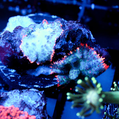 JC Yeti Skin Mushroom