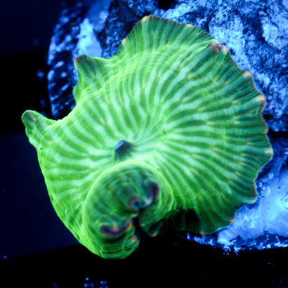 JC Watermelon Rind Mushroom